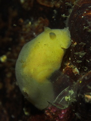 Jorunna tomentosa