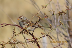 Zonotrichia leucophrys