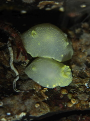 Cadlina laevis