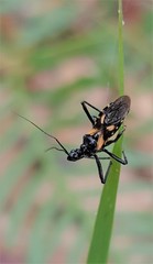 Catasphactes coprias