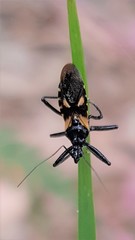 Catasphactes coprias