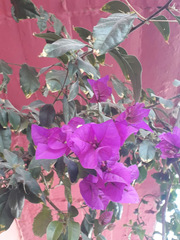 Bougainvillea