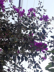 Bougainvillea