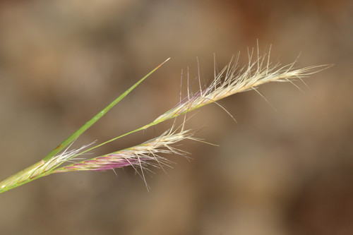 Bouteloua trifida Thurb. ex S.Watson