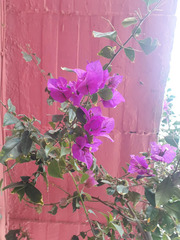 Bougainvillea
