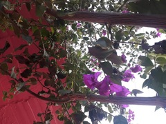 Bougainvillea