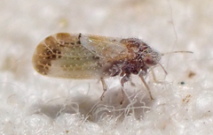 Aphalaroida pithecolobia