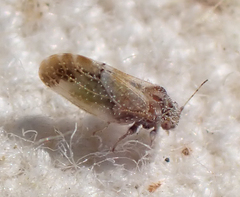 Aphalaroida pithecolobia