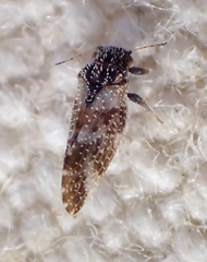 Aphalaroida pithecolobia