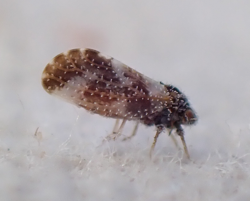 Aphalaroida pithecolobia