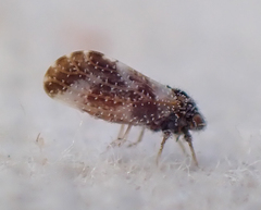 Aphalaroida pithecolobia