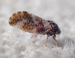 Aphalaroida pithecolobia