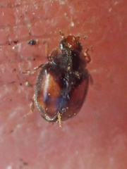 Nephus guttulatus
