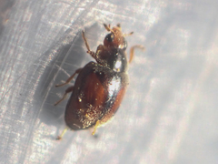 Nephus guttulatus