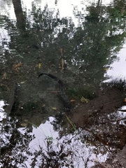 Anguilla dieffenbachii