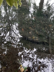 Anguilla dieffenbachii