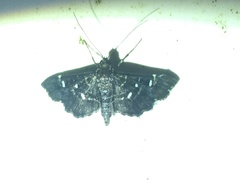 Diathrausta