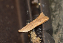 Mesophleps adustipennis