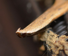 Mesophleps adustipennis