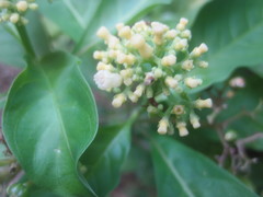 Palicourea pubescens