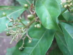 Palicourea pubescens