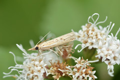 Fissicrambus quadrinotellus
