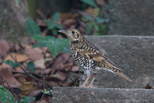 White's Thrush, photo 7 of 8