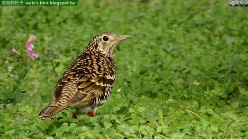 White's Thrush, photo 8 of 8