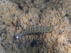 Parapercis millepunctata