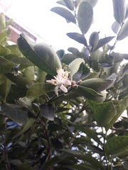Citrus × aurantiifolia