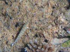 Parapercis millepunctata