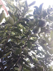 Citrus × aurantiifolia