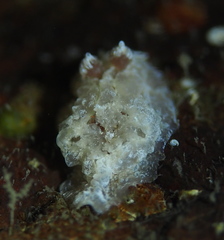 Goniodoris castanea