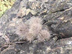 Eriosyce villosa