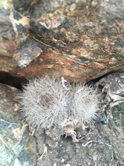 Eriosyce villosa