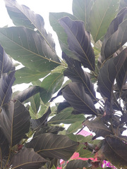 Persea americana