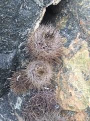 Eriosyce villosa