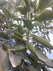 Citrus × aurantiifolia