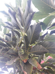 Persea americana