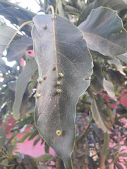 Persea americana