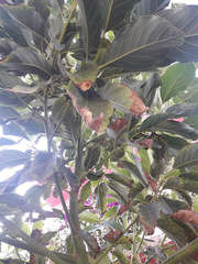 Persea americana