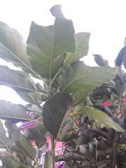 Persea americana