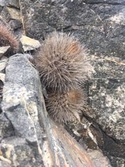 Eriosyce villosa