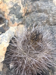 Eriosyce villosa