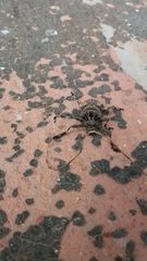 Lagocheirus rosaceus