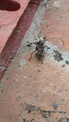 Lagocheirus rosaceus