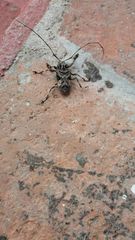 Lagocheirus rosaceus