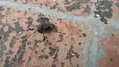 Lagocheirus rosaceus