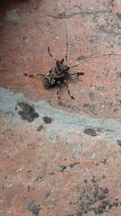 Lagocheirus rosaceus