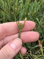 Juncus holoschoenus
